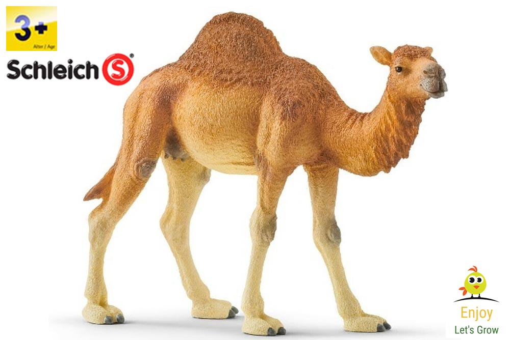 Schleich 14832 Dromedary Camel 14 cm Series Wild Animals – Early Learning  Shop